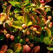 Libavka polehlá 'Winter Pearls Speedy Baron' - Gaultheria procumbens 'Winter Pearls Speedy Baron'
