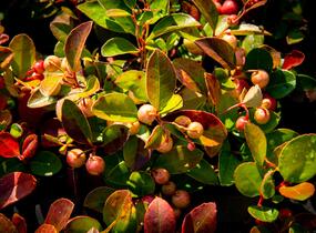 Libavka polehlá 'Winter Pearls Speedy Baron' - Gaultheria procumbens 'Winter Pearls Speedy Baron'