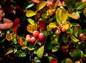 Libavka polehlá 'Winter Pearls Speedy Baron' - Gaultheria procumbens 'Winter Pearls Speedy Baron'