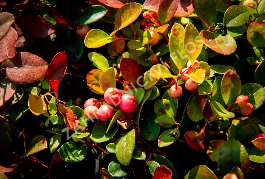 Libavka polehlá 'Winter Pearls Speedy Baron' - Gaultheria procumbens 'Winter Pearls Speedy Baron'