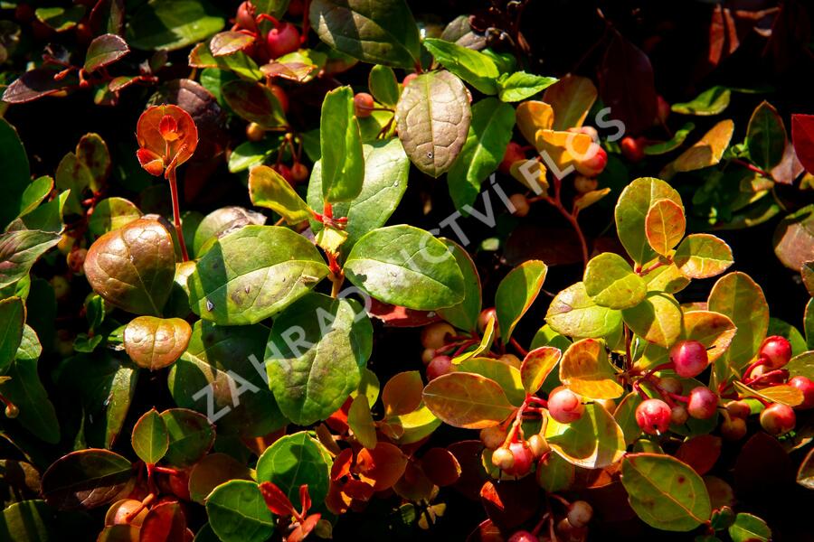 Libavka polehlá 'Winter Pearls Speedy Baron' - Gaultheria procumbens 'Winter Pearls Speedy Baron'