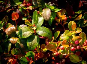 Libavka polehlá 'Winter Pearls Speedy Baron' - Gaultheria procumbens 'Winter Pearls Speedy Baron'