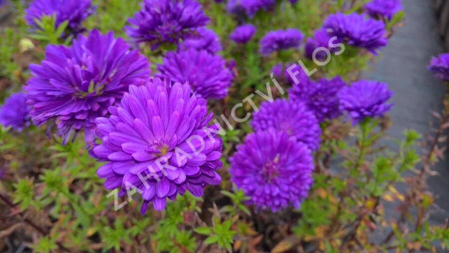 Hvězdnice novobelgická 'Henry Purple' - Aster novi-belgii 'Henry Purple'