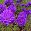 Hvězdnice novobelgická 'Henry Purple' - Aster novi-belgii 'Henry Purple'