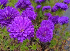 Hvězdnice novobelgická 'Henry Purple' - Aster novi-belgii 'Henry Purple'