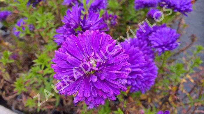 Hvězdnice novobelgická 'Henry Purple' - Aster novi-belgii 'Henry Purple'