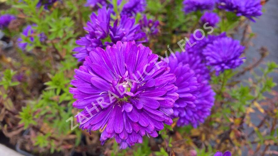 Hvězdnice novobelgická 'Henry Purple' - Aster novi-belgii 'Henry Purple'