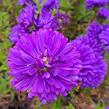 Hvězdnice novobelgická 'Henry Purple' - Aster novi-belgii 'Henry Purple'