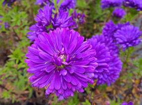 Hvězdnice novobelgická 'Henry Purple' - Aster novi-belgii 'Henry Purple'