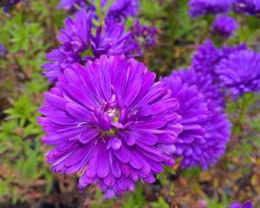 Hvězdnice novobelgická 'Henry Purple'