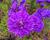 Hvězdnice novobelgická 'Henry Purple'
