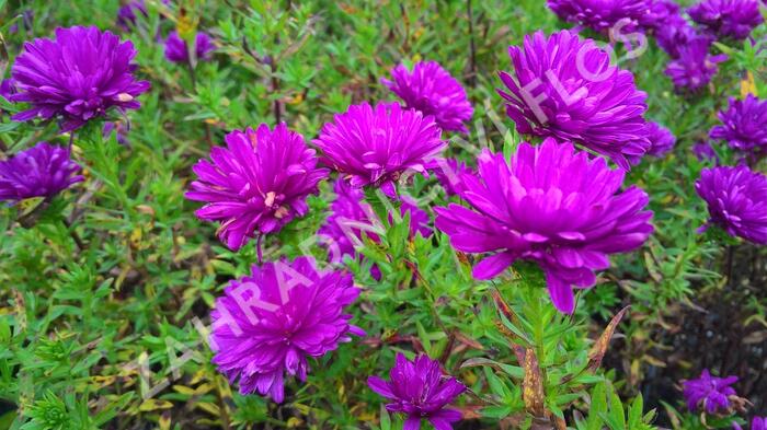 Hvězdnice novobelgická 'Henry Pink' - Aster novi-belgii 'Henry Pink'