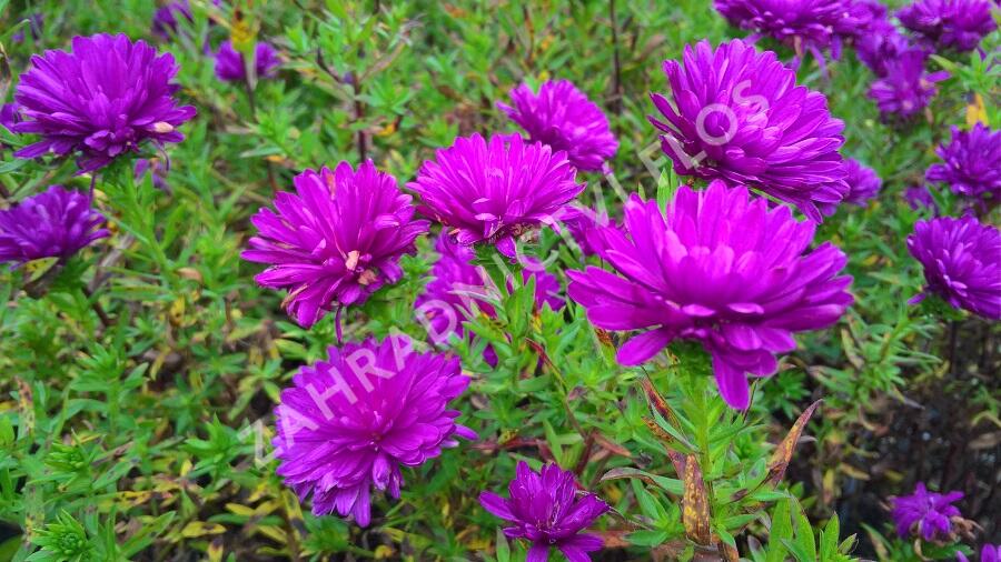 Hvězdnice novobelgická 'Henry Pink' - Aster novi-belgii 'Henry Pink'