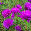 Hvězdnice novobelgická 'Henry Pink' - Aster novi-belgii 'Henry Pink'