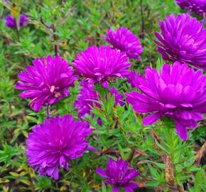 Hvězdnice novobelgická 'Henry Pink' - Aster novi-belgii 'Henry Pink'