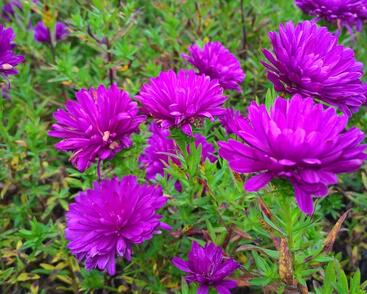 Hvězdnice novobelgická 'Henry Pink'