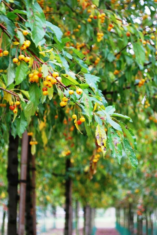 Jabloň okrasná Sieboldova 'Brouwers Beauty' - Malus toringo 'Brouwers Beauty'