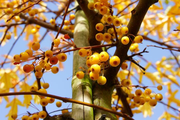 Jabloň okrasná Sieboldova 'Brouwers Beauty' - Malus toringo 'Brouwers Beauty'