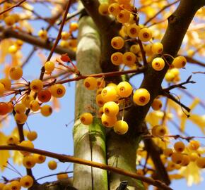 Jabloň okrasná Sieboldova 'Brouwers Beauty' - Malus toringo 'Brouwers Beauty'