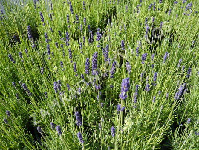 Levandule úzkolistá 'Hidcote Blue' - Lavandula angustifolia 'Hidcote Blue'