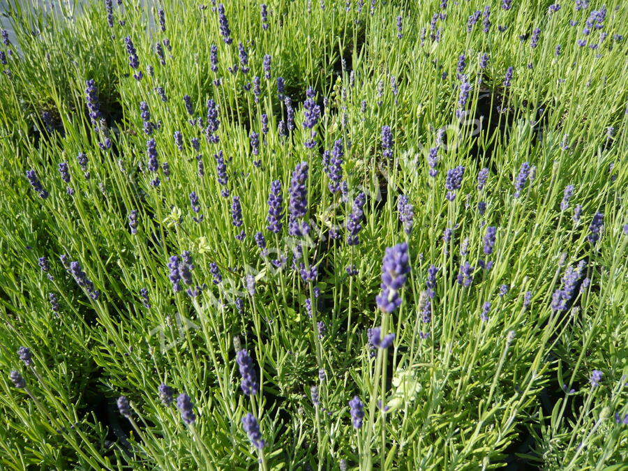 Levandule úzkolistá 'Hidcote Blue' - Lavandula angustifolia 'Hidcote Blue'