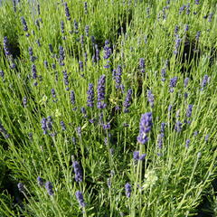 Levandule úzkolistá 'Hidcote Blue' - Lavandula angustifolia 'Hidcote Blue'