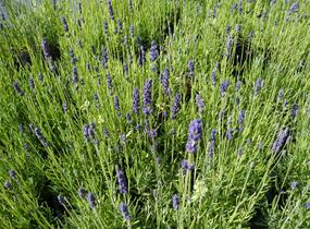 Levandule úzkolistá 'Hidcote Blue' - Lavandula angustifolia 'Hidcote Blue'