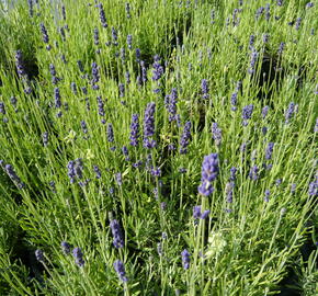 Levandule úzkolistá 'Hidcote Blue' - Lavandula angustifolia 'Hidcote Blue'