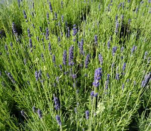 Levandule úzkolistá 'Hidcote Blue' - Lavandula angustifolia 'Hidcote Blue'