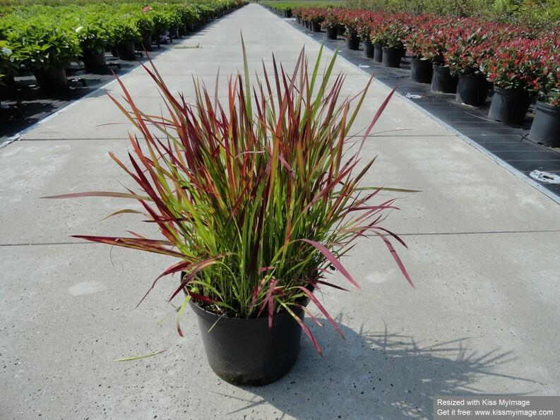 Imperata válcovitá 'Red Baron' - Imperata cylindrica 'Red Baron'