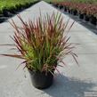 Imperata válcovitá 'Red Baron' - Imperata cylindrica 'Red Baron'