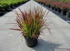Imperata válcovitá 'Red Baron' - Imperata cylindrica 'Red Baron'