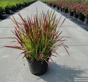 Imperata válcovitá 'Red Baron' - Imperata cylindrica 'Red Baron'