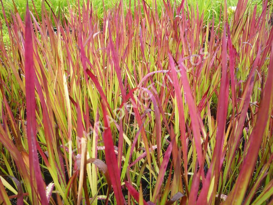 Imperata válcovitá 'Red Baron' - Imperata cylindrica 'Red Baron'