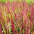 Imperata válcovitá 'Red Baron' - Imperata cylindrica 'Red Baron'