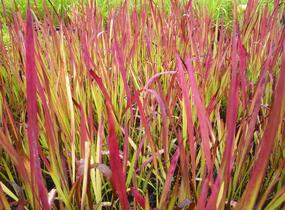 Imperata válcovitá 'Red Baron' - Imperata cylindrica 'Red Baron'