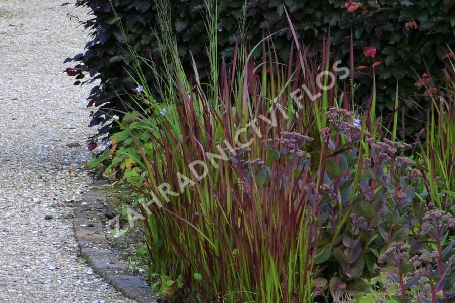 Imperata válcovitá 'Red Baron' - Imperata cylindrica 'Red Baron'