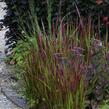 Imperata válcovitá 'Red Baron' - Imperata cylindrica 'Red Baron'