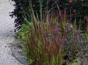 Imperata válcovitá 'Red Baron' - Imperata cylindrica 'Red Baron'