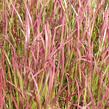 Imperata válcovitá 'Red Baron' - Imperata cylindrica 'Red Baron'