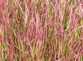Imperata válcovitá 'Red Baron' - Imperata cylindrica 'Red Baron'