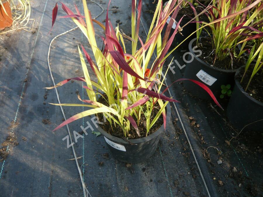 Imperata válcovitá 'Red Baron' - Imperata cylindrica 'Red Baron'