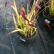 Imperata válcovitá 'Red Baron' - Imperata cylindrica 'Red Baron'