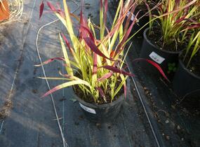 Imperata válcovitá 'Red Baron' - Imperata cylindrica 'Red Baron'