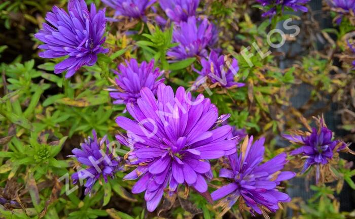 Hvězdnice novobelgická 'Henry Blue' - Aster novi-belgii 'Henry Blue'
