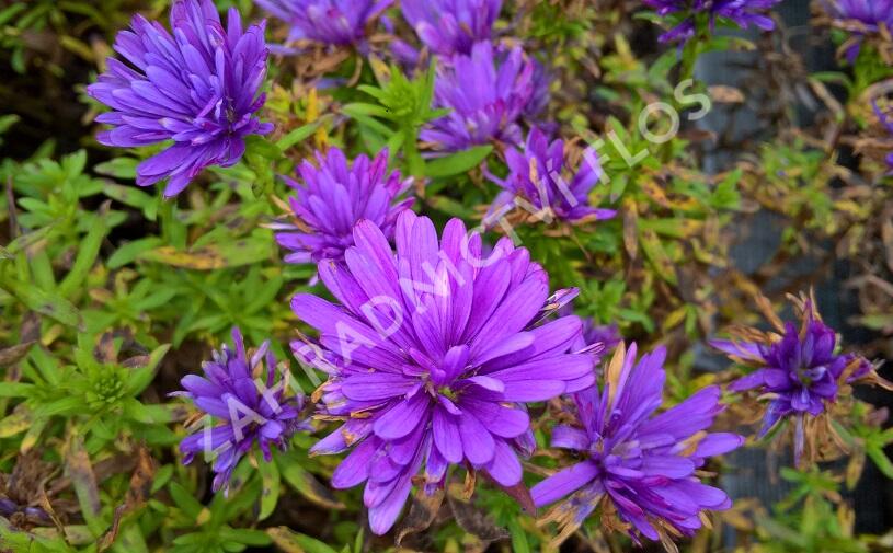 Hvězdnice novobelgická 'Henry Blue' - Aster novi-belgii 'Henry Blue'