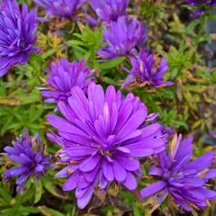 Hvězdnice novobelgická 'Henry Blue' - Aster novi-belgii 'Henry Blue'