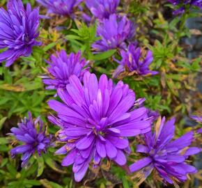 Hvězdnice novobelgická 'Henry Blue' - Aster novi-belgii 'Henry Blue'