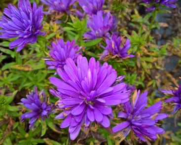 Hvězdnice novobelgická 'Henry Blue'