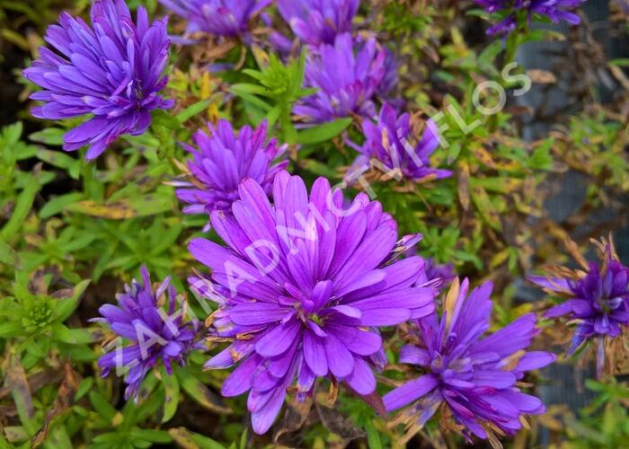 Hvězdnice novobelgická 'Henry Blue' - Aster novi-belgii 'Henry Blue'